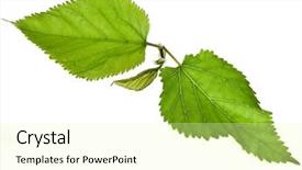  Presentation with white mulberry - Colorful theme enhanced with mulberries leaves isolated on white backdrop and a blonde colored foreground