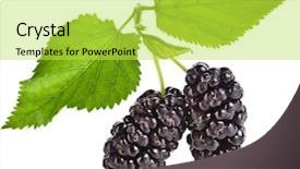  Presentation with white mulberry - Cool new PPT theme with mulberries with blackberry plant leaves backdrop and a yellow colored foreground
