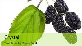  Presentation with white mulberry - Presentation theme with mulberries with leaves isolated background and a yellow colored foreground