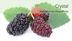  Presentation with white mulberry - Beautiful slide set featuring mulberries with mulberry leaves isolated backdrop and a mint green colored foreground