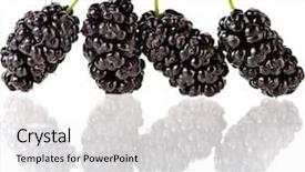  Presentation with white mulberry - Theme featuring mulberry isolated on white background background and a  colored foreground