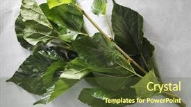  Presentation with white mulberry - Amazing slide deck having mulberry leaf on the white backdrop and a tawny brown colored foreground