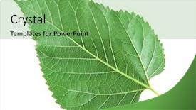  Presentation with white mulberry - Theme with mulberry leaf on white background background and a seafoam green colored foreground