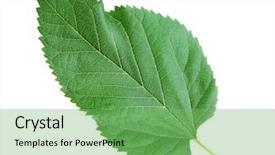  Presentation with white mulberry - Theme featuring mulberry leaf on white background background and a  colored foreground