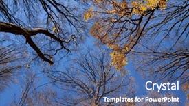  Presentation with tree sky trees green - Colorful theme enhanced with mulberry leaves - autumn sky through the crown backdrop and a ocean colored foreground