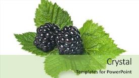  Presentation with white mulberry - Presentation theme enhanced with mulberry leaves - blackberry with green leaf isolated background and a yellow colored foreground