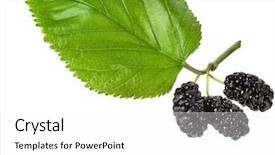  Presentation with white mulberry - Colorful slide set enhanced with mulberry leaves - mulberries with leaf isolated backdrop and a white colored foreground