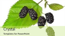  Presentation with white mulberry - Slide set enhanced with mulberry leaves - mulberries with leaf isolated background and a yellow colored foreground