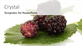  Presentation with white mulberry - 