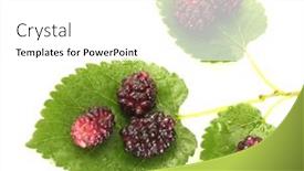  Presentation with white mulberry - 