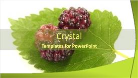  Presentation with white mulberry - 