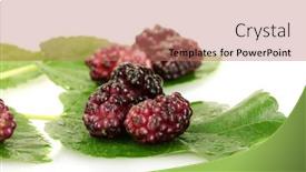  Presentation with white mulberry - 
