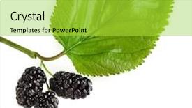  Presentation with white mulberry - Cool new PPT theme with mulberry with leaf isolated backdrop and a yellow colored foreground