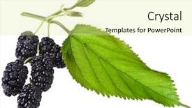  Presentation with white mulberry - Slide deck enhanced with mulberry with leaf isolated background and a blonde colored foreground