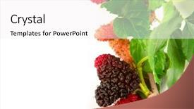  Presentation with white mulberry - PPT theme enhanced with mulberry with leaves isolated background and a white colored foreground