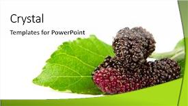  Presentation with white mulberry - Amazing slide set having mulberry with leaves isolated backdrop and a white colored foreground