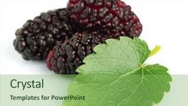  Presentation with chemistry leaves green leaf - Beautiful presentation design featuring mulberry with leaves backdrop and a seafoam green colored foreground