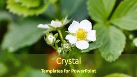  Presentation with strawberry - Slide deck with mulch cover agriculture - strawberry flowers background and a tawny brown colored foreground