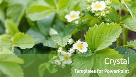  Presentation with strawberry - PPT theme enhanced with mulch cover agriculture - strawberry flowers background and a tawny brown colored foreground