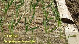  Presentation with mulch - Slide deck featuring mulch cover agriculture - winter garlic sprouts growing background and a tawny brown colored foreground