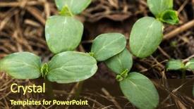  Presentation with stage - PPT theme with young shoots of cucumber background and a tawny brown colored foreground