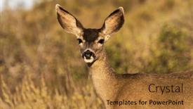  Presentation with mule - Slide set enhanced with mule-deer-at-rocky-peak background and a red colored foreground