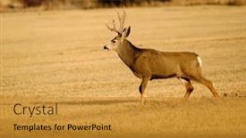  Presentation with antlers - PPT theme consisting of mule-deer-or-buck-male background and a gold colored foreground