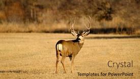  Presentation with antlers - Presentation having mule-deer-or-buck-male background and a yellow colored foreground