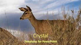  Presentation with mule - Amazing presentation theme having mule-deer-with-morning-clouds backdrop and a tawny brown colored foreground