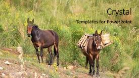  Presentation with mule - Slide deck featuring mule in the mountains sicily background and a yellow colored foreground