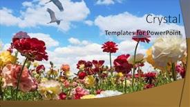 Presentation with postcard - Amazing theme having multi-colored buttercups sway from the spring wind spring holiday greeting postcard blooming kibbutz field under a blue spring sky the concept of artistic photography backdrop and a light blue colored foreground