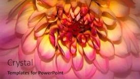  Presentation with dahlia - 