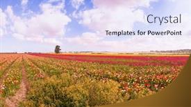  Presentation with bloom - PPT layouts consisting of multi-colored-garden-buttercups-bloom background and a light blue colored foreground