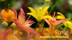 Presentation with lily - Presentation consisting of multi-colored-lily-close-up background and a  colored foreground