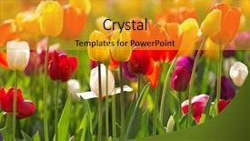  Presentation with coloured - Beautiful PPT theme featuring multi coloured tulips and daffodils backdrop and a gold colored foreground