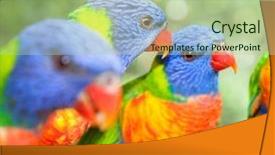  Presentation with australia - Colorful presentation design enhanced with multi national - australian rainbow lorikeets australia beautiful backdrop and a mint green colored foreground