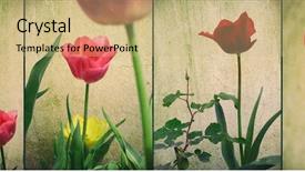  Presentation with tulip - PPT theme having multi panels - panel with images of lower background and a coral colored foreground