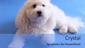  Presentation with best of breed - Cool new presentation with multi-poo dog a beautiful backdrop and a light blue colored foreground