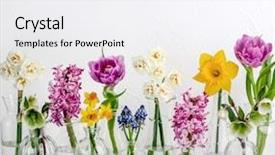  Presentation with multicolor - Audience pleasing presentation design consisting of multicolor - spring flower in glass vases backdrop and a white colored foreground