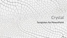  Presentation with multicolor - Audience pleasing PPT layouts consisting of multicolor-decorative-skeleton-nature-background backdrop and a white colored foreground