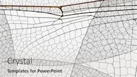  Presentation with multicolor - Colorful PPT theme enhanced with multicolor-decorative-skeleton-nature-background backdrop and a light gray colored foreground