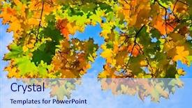  Presentation with maple - Audience pleasing presentation consisting of multicolored autumn maple leaves backdrop and a light blue colored foreground