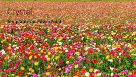  Presentation with gaza - PPT layouts consisting of multicolored-bright-buttercups background and a coral colored foreground