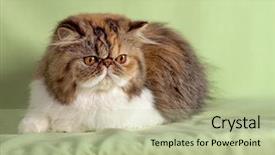  Presentation with persian the literature - Colorful PPT theme enhanced with multicolored cat on blue background backdrop and a  colored foreground