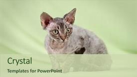  Presentation with thank you in green - Beautiful slide deck featuring multicolored cat on green background backdrop and a soft green colored foreground