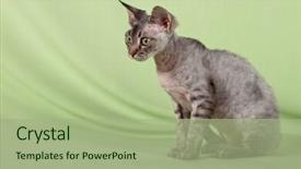  Presentation with young grey maine coon cat - Audience pleasing presentation design consisting of multicolored cat on green background backdrop and a mint green colored foreground