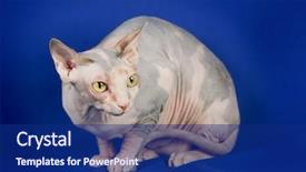  Presentation with cat - Slide deck having multicolored-cat-on-blue-background background and a navy blue colored foreground