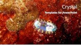 Presentation with rock wall - PPT theme having multicolored-chiton-attached background and a tawny brown colored foreground