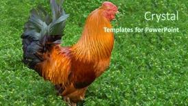  Presentation with grass - Colorful presentation theme enhanced with multicolored-cock-on-green-grass backdrop and a forest green colored foreground
