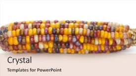  Presentation with agriculture corn - Colorful PPT theme enhanced with multicolored ear of indian corn backdrop and a coral colored foreground